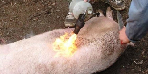 Kako zapaliti svinju